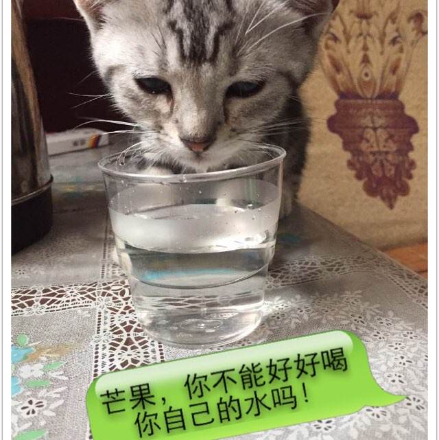 日本圣隶克里斯多福大学文凭毕业证怎么购买
